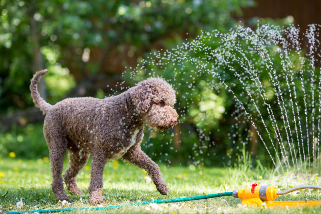 dog playing in sprinkler at dog pawty